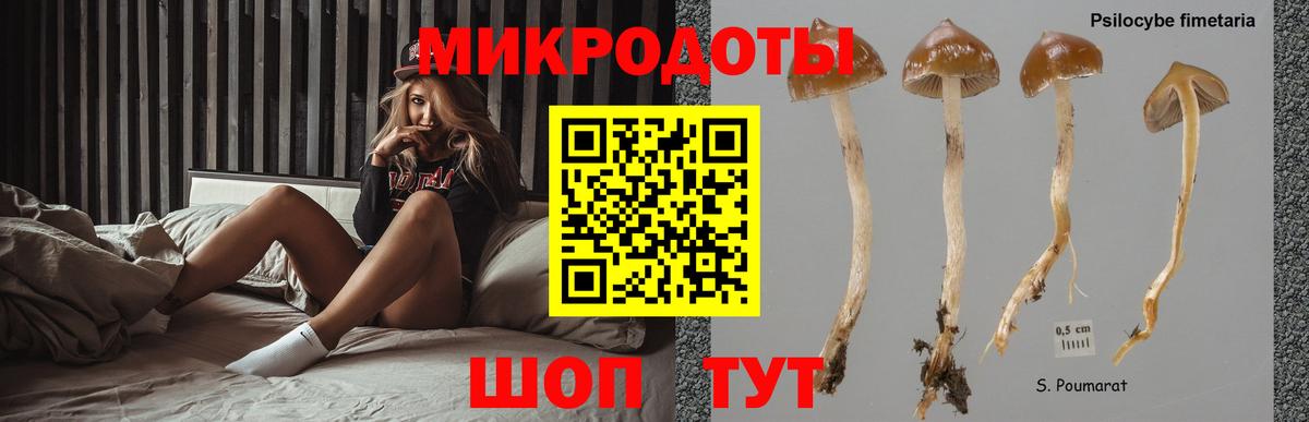 Белово  Галлюциногенные грибы Cubensis  Вход с VPN 
